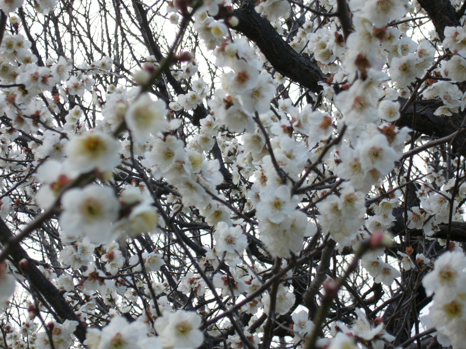 P1010595.JPG